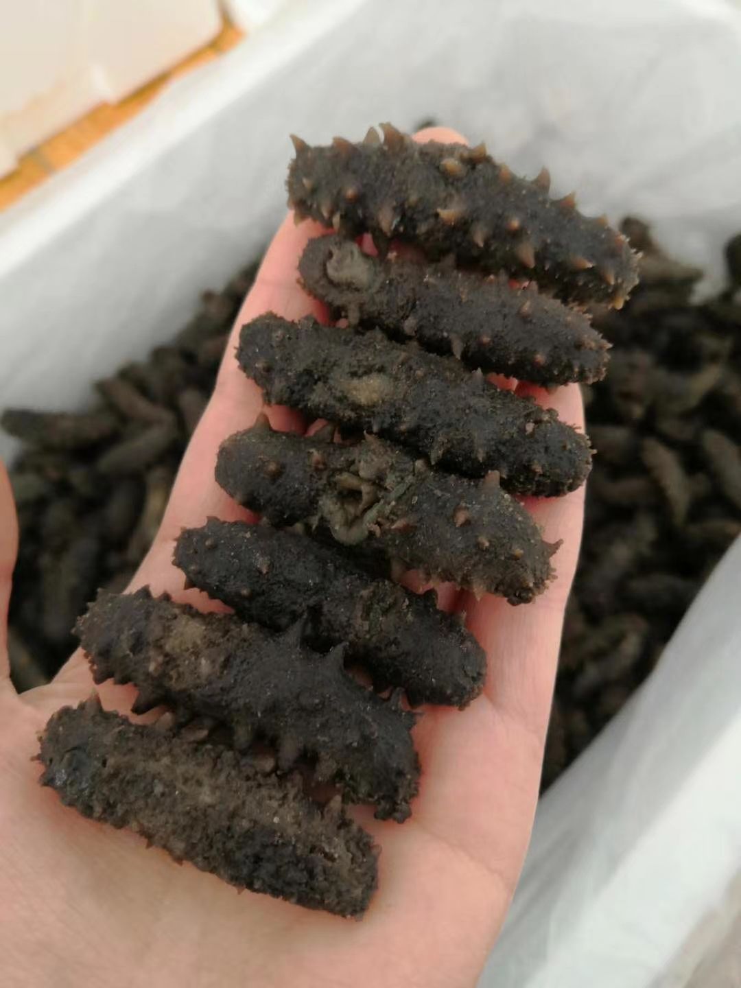 海刺参  微残拉缸盐海参