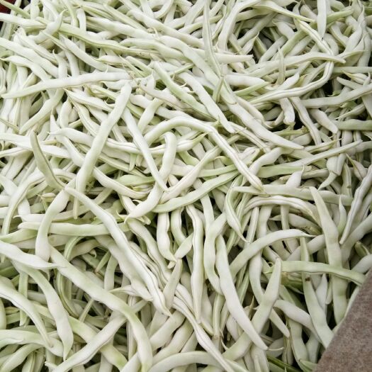 博爱县 白不老豆角大量上市