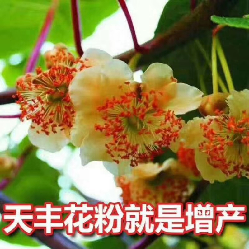 活性花粉   猕猴桃花粉 天丰花粉一瓶十克 送20克辅料两瓶包邮