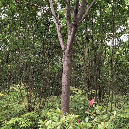 荆门 18-20公分栾树