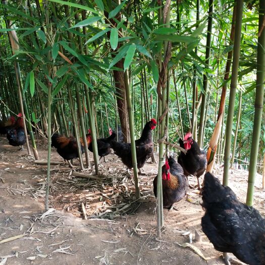 重庆市 散养竹林土鸡  土鸡蛋 价格优惠