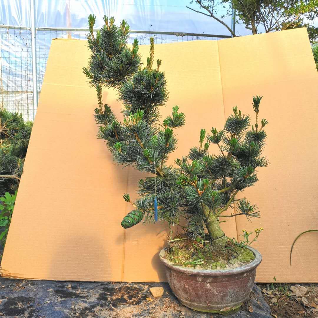  精品高档日本短针五针松盆景老桩四季常青