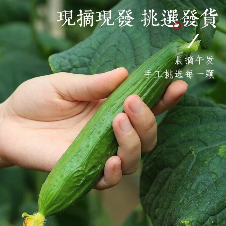 小黄瓜新鲜水果黄瓜水果黄瓜山东生吃现摘蔬菜黄瓜整箱包邮