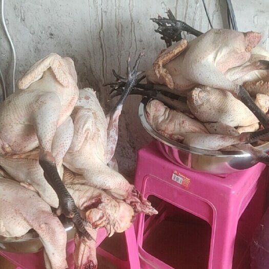 安达市 纯绿色散养草原溜达鸡
