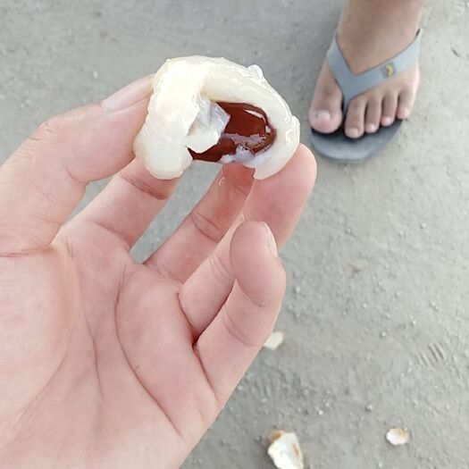 河口县 无红荔枝