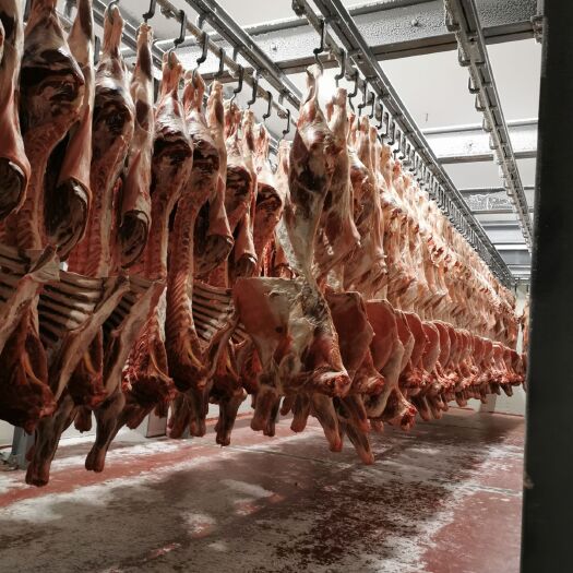 霍尔果斯 哈萨克12分体牛肉