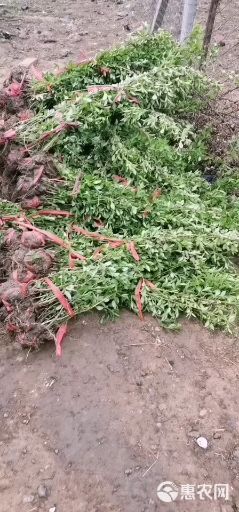 北海道冬青 常年供应各种规格的苗木