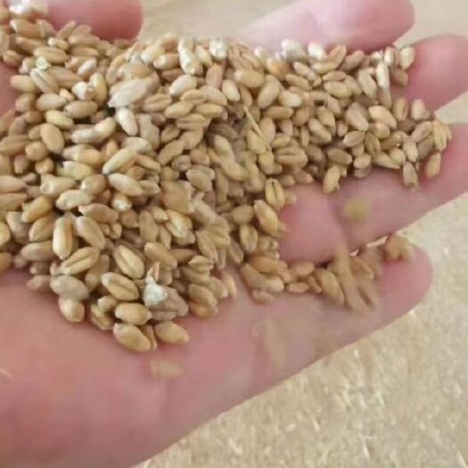 苍溪县普通小麦 水份12内，容重700左右，