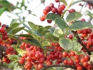 平邑县红花椒苗  花椒树苗大红袍花椒苗四川食用麻椒苗盆栽地栽培高产种当年结果