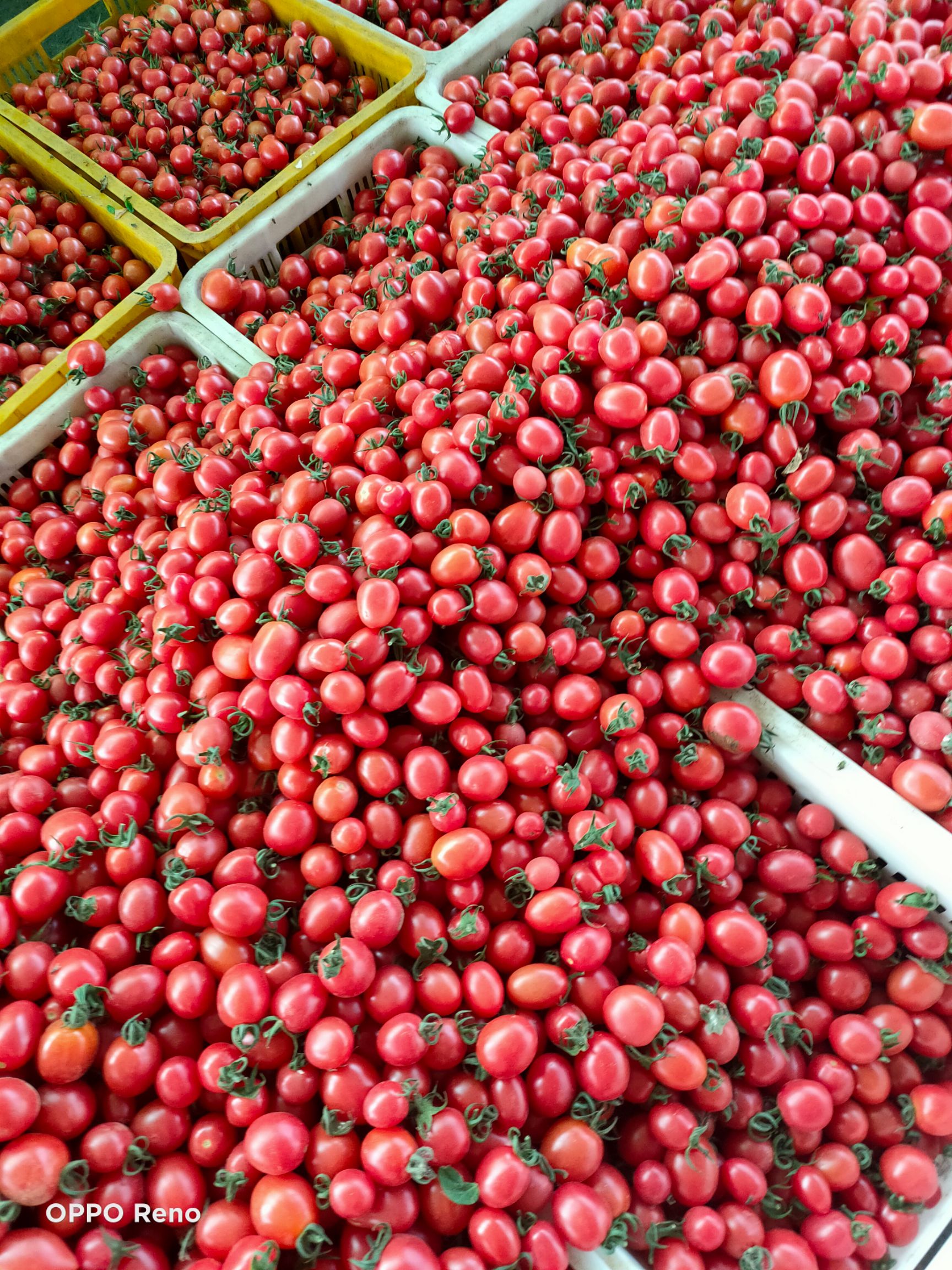 莘县樱桃小番茄 大量供应樱桃小西红柿