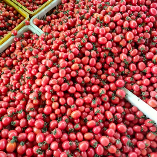 莘县樱桃小番茄 大量供应樱桃小西红柿