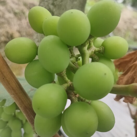 峨眉山市 巨峰葡萄果大色泽好