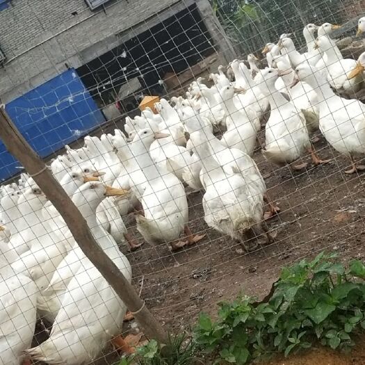 黎平县白鸭 价格美丽