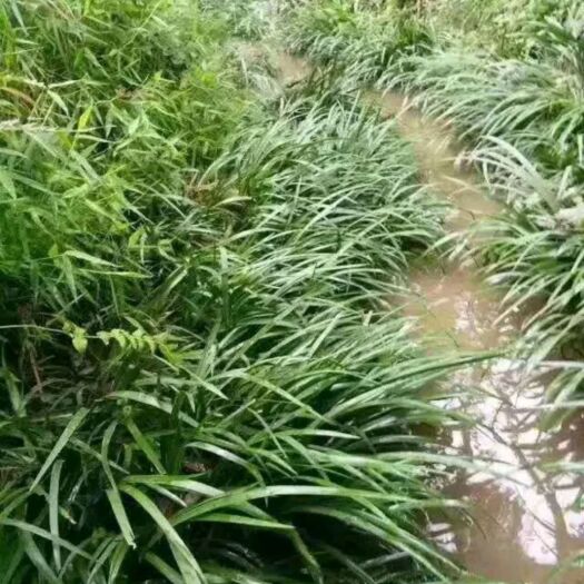 阳山县 靓干货石菖蒲，生苗也有卖