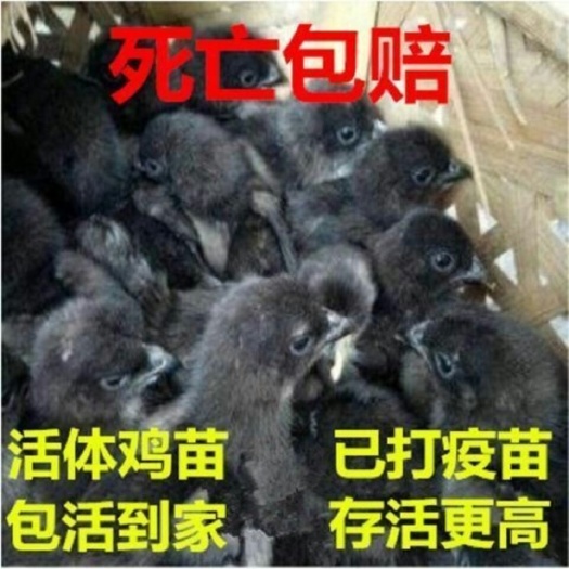 南宁 五黑乌骨鸡苗生绿壳蛋鸡苗