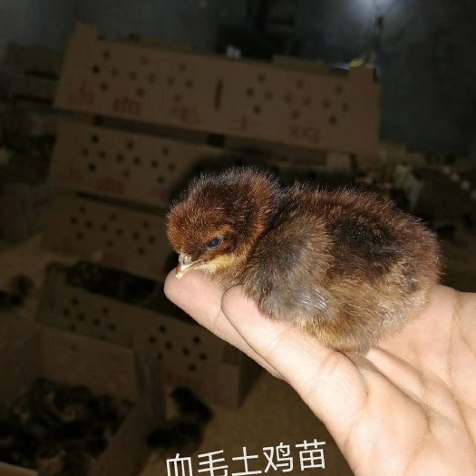 简阳市土鸡苗  血毛土鸡出壳苗