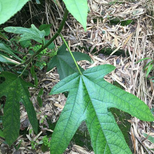 仁化县 韶关丹霞山脚下五指毛桃