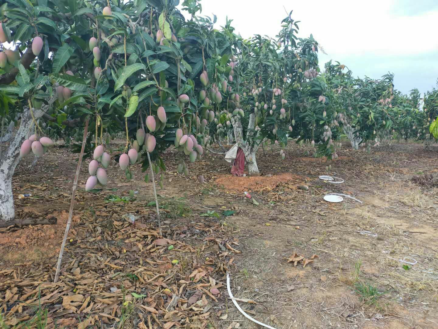  大量供应小台农，贵妃芒