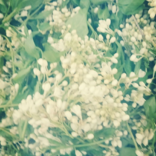 确山县珍珠花菜 口味鲜淳，舌尖美味，吃一次想一生，高山生长，天然