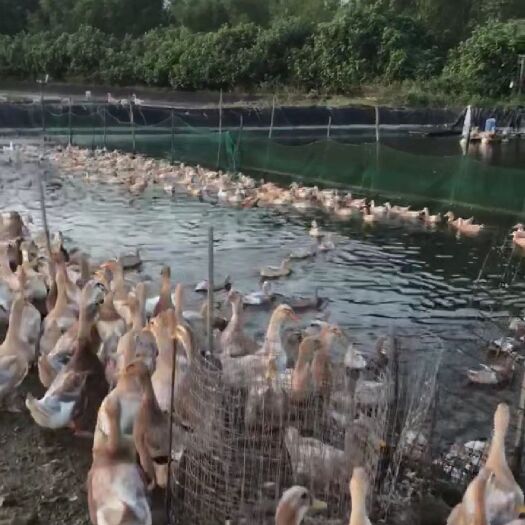 红树林咸水母鸭活鸭，也可帮杀，45一只
