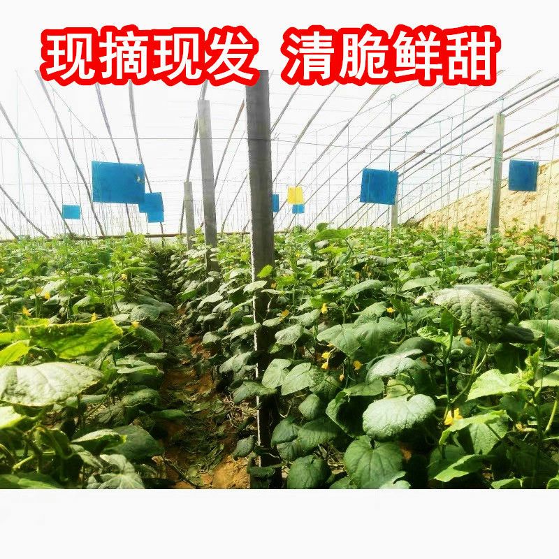 小黄瓜新鲜水果黄瓜水果黄瓜山东生吃现摘蔬菜黄瓜整箱包邮