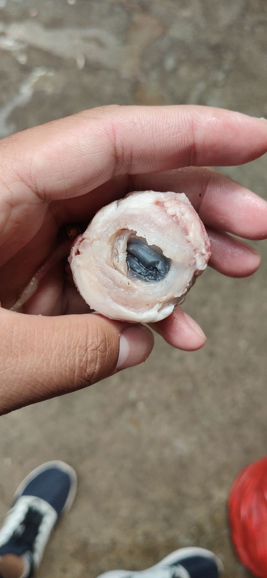 羊眼睛 熟羊眼，熟度高，不泡水，精品羊眼常年有貨，一手貨源
