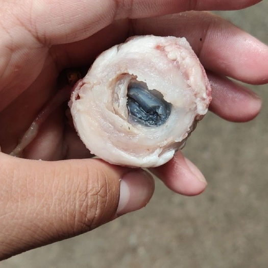 羊眼睛 熟羊眼，熟度高，不泡水，精品羊眼常年有货，一手货源
