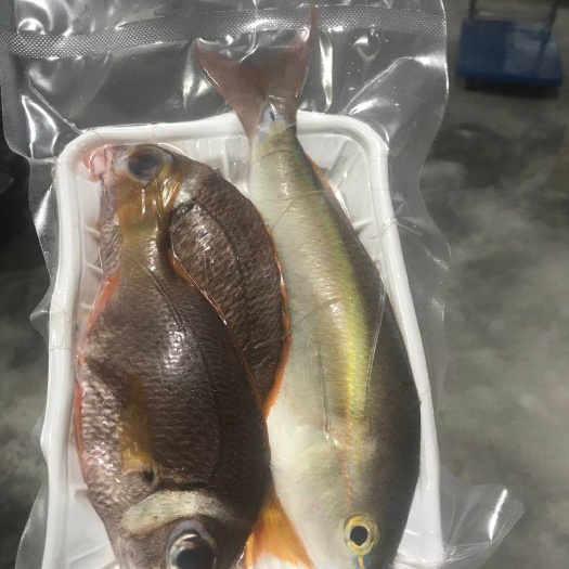 吴川市冷冻黄尾鱼 杂鱼，钓口杂鱼