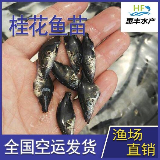 广州 鳜鱼苗  桂花鱼苗  好养快大  厂家直销