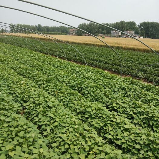 临泉县龙薯9号红薯苗 专业红薯大田苗基地