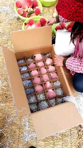 乐亭县 春雪毛桃，冬季温室大棚种植水蜜桃