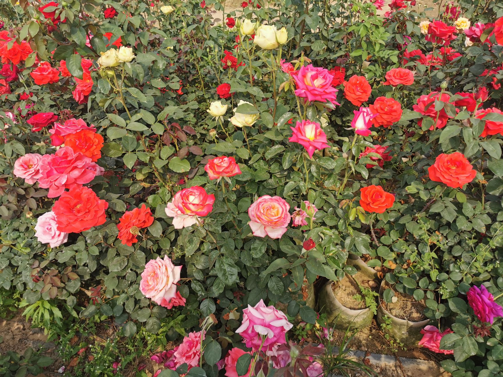  月季大花月季小苗