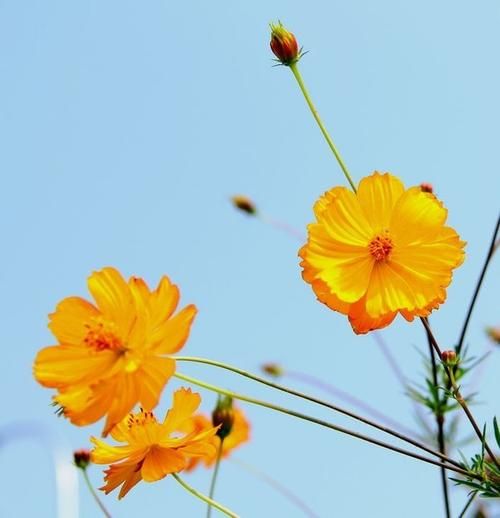  波斯菊花种子格桑花种籽子七彩四季开花易活花籽庭院野花组合