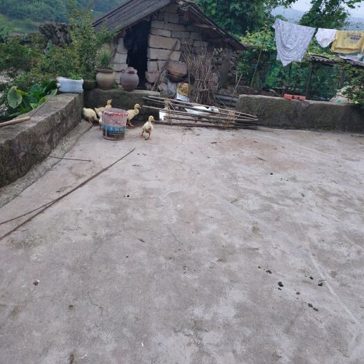 重庆市 土鸡