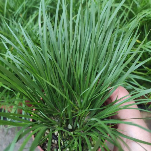  菖蒲虎須室內(nèi)盆栽隨手香好養(yǎng)植物水培植物驅(qū)蟲去甲醛
