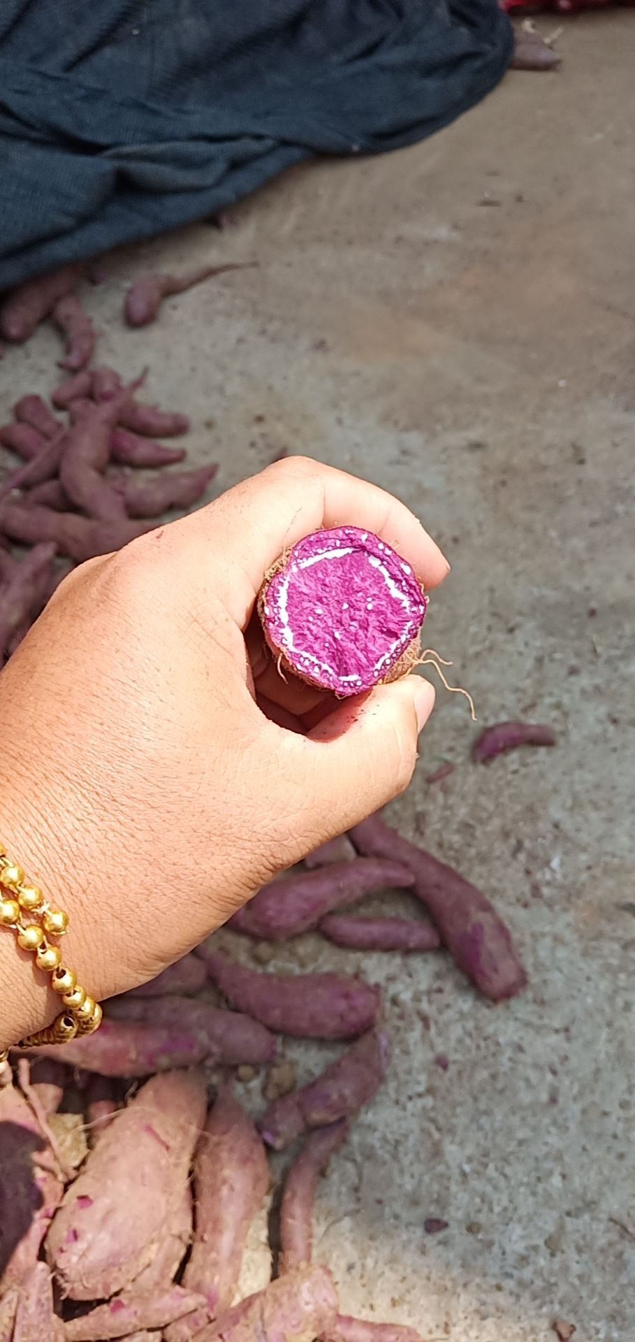 速冻紫薯 紫薯，市场加工都有，万亩