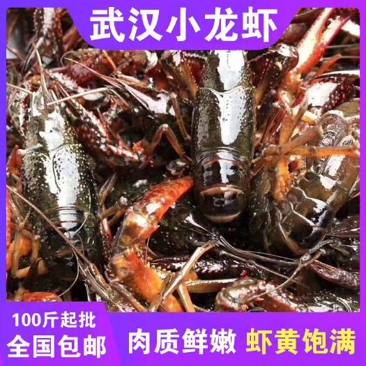 武汉 武汉小龙虾中青、大青、中红、大红大量批发