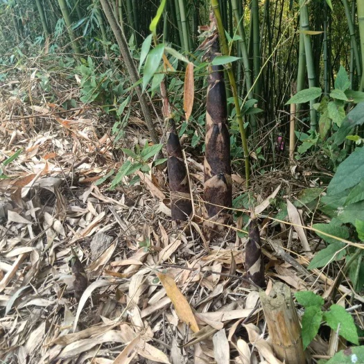 大竹县竹笋新鲜四川雷竹笋，班竹笋基地直供提供场地辅料人工物量大价优