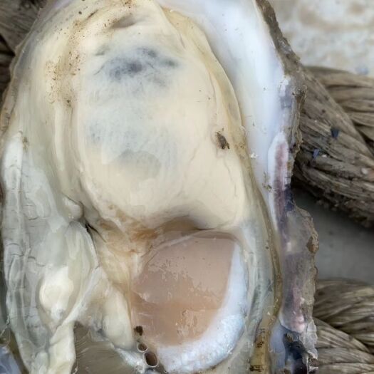 大连大连生蚝 《精品生蚝》大连利湾生蚝。长期供货。量大从优