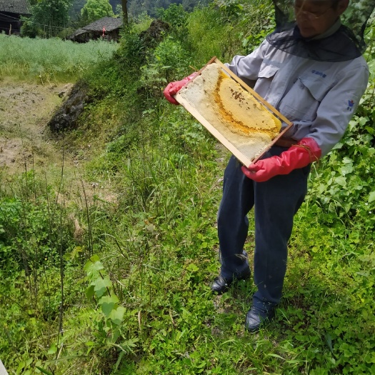 遵义中蜂 贵州遵义峰种出售