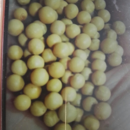 秦皇岛黑龙江大豆  高蛋白大豆
