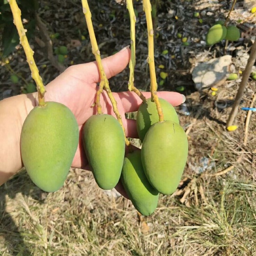百色小台农 货源充足，有需要的老板们赶紧来联系。