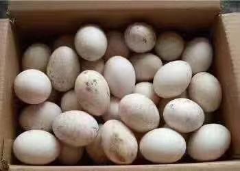尉氏县 白皮鸭蛋 基本5个半一斤
