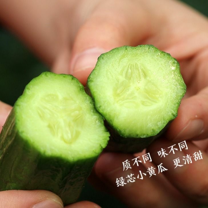 小黄瓜新鲜水果黄瓜水果黄瓜山东生吃现摘蔬菜黄瓜整箱包邮