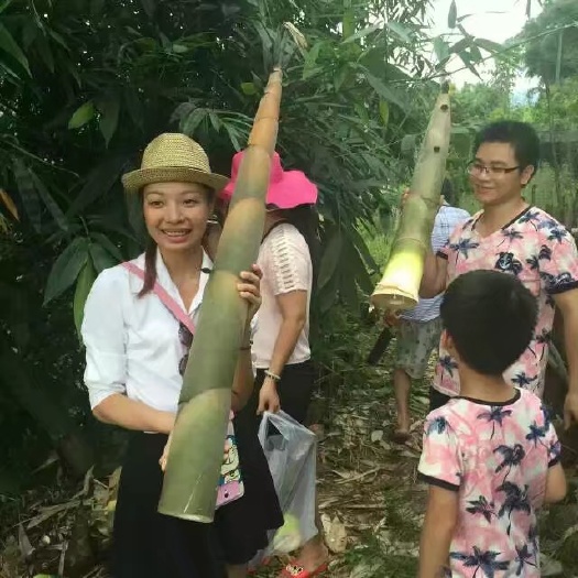 麻竹苗  台竹一号甜竹苗 马蹄笋苗 绿竹笋苗 桂竹笋苗 水果竹笋苗