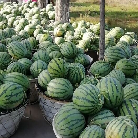 东阳市金华东阳8424本苗头批西瓜大量批发