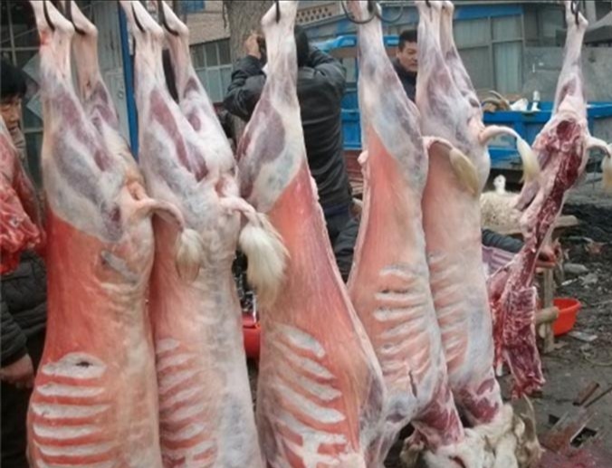 渭源县 羊肉，小尾寒羊