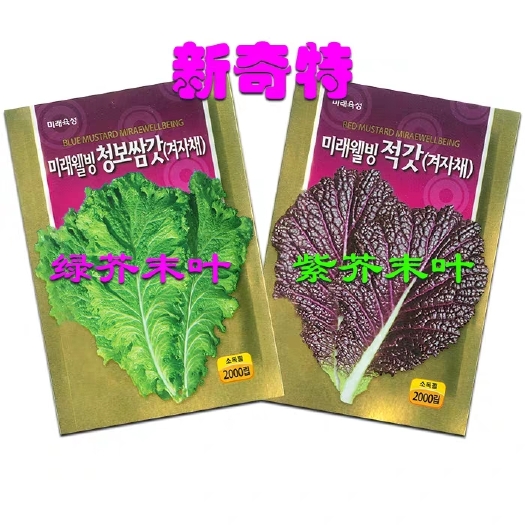 寿光市芥菜种子 紫绿青芥末叶芥菜种籽大叶包肉韩国阳台盆栽新奇特色种菜蔬菜种子