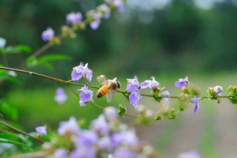  土蜂蜜天然