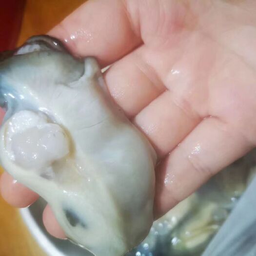 诏安县牡蛎  生蚝，大量批发